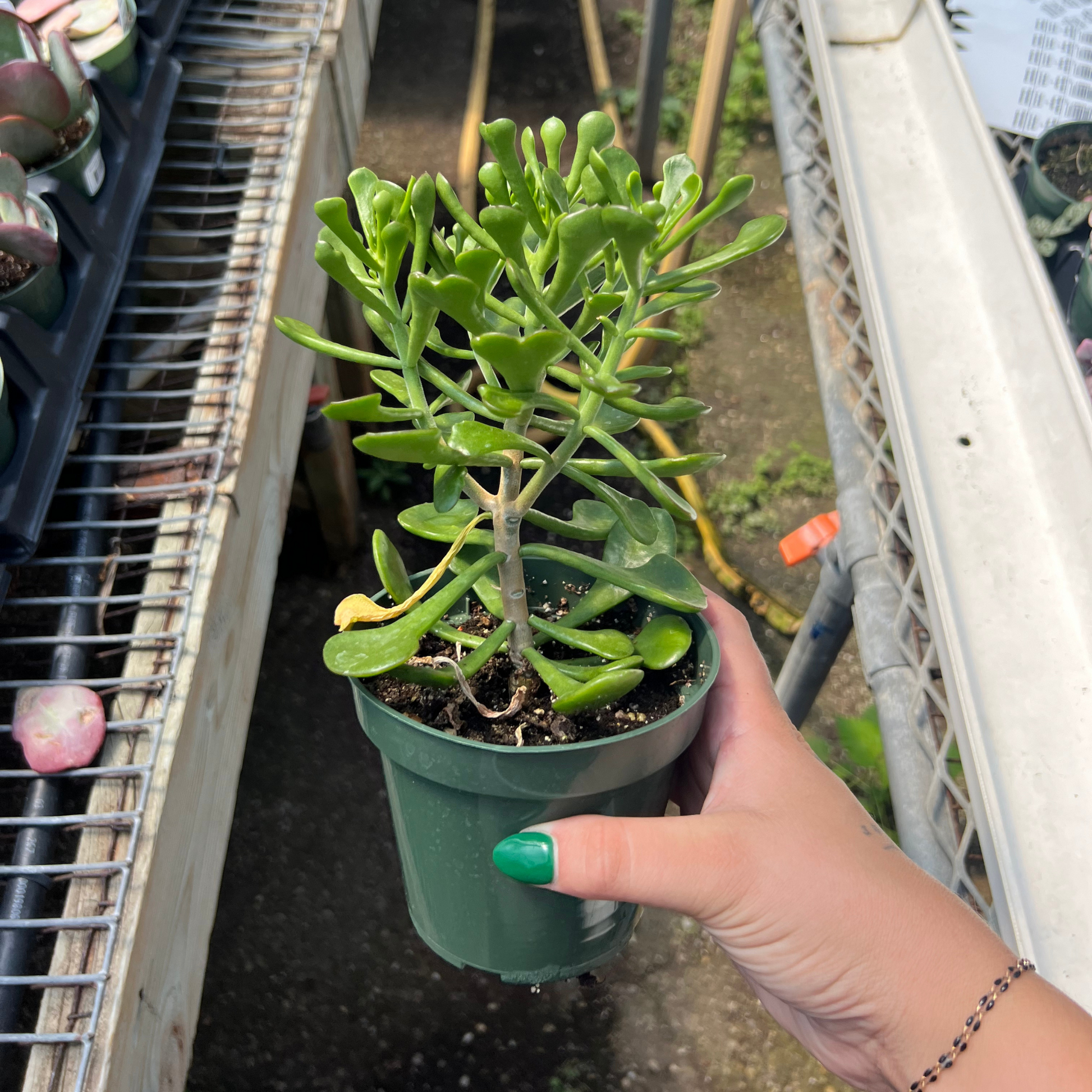 kalanchoe jade plant Kalanchoe arborescens – Fantastic Gardens