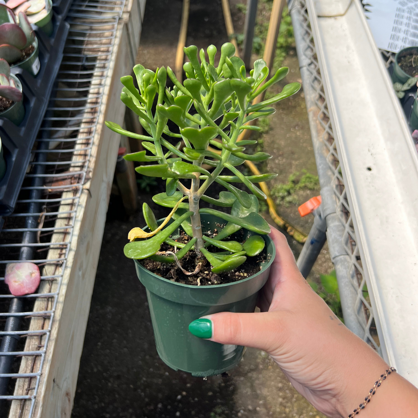 Kalanchoe arborescens