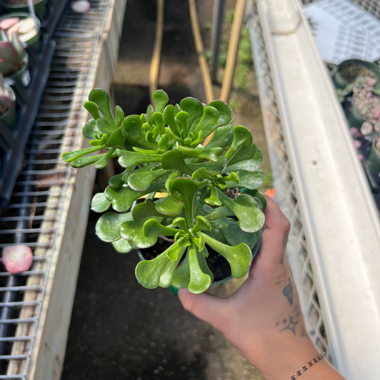 Kalanchoe arborescens