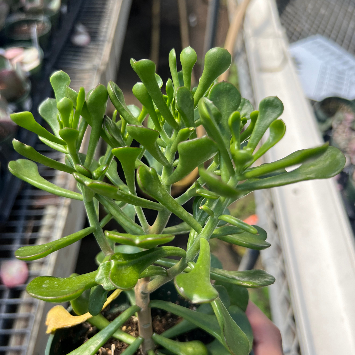 Kalanchoe arborescens