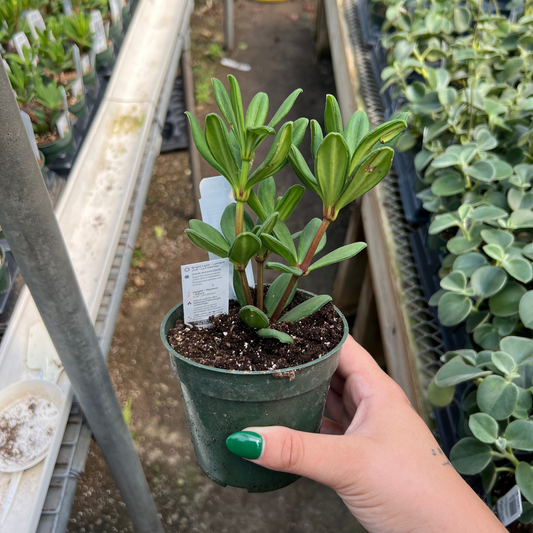 Peperomia 'Mojo'