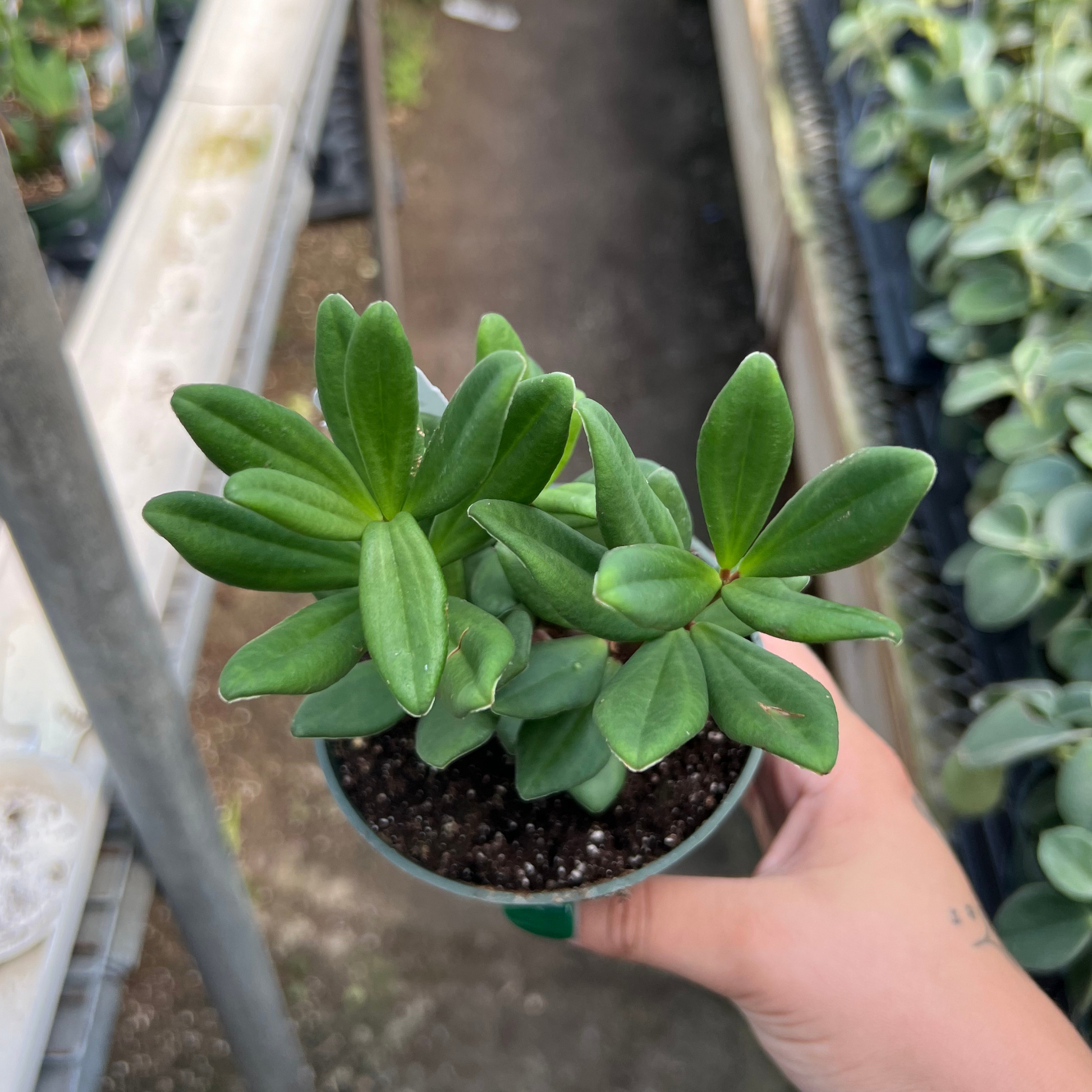 peperomia succulent plant Peperomia 'Mojo' – Fantastic Gardens