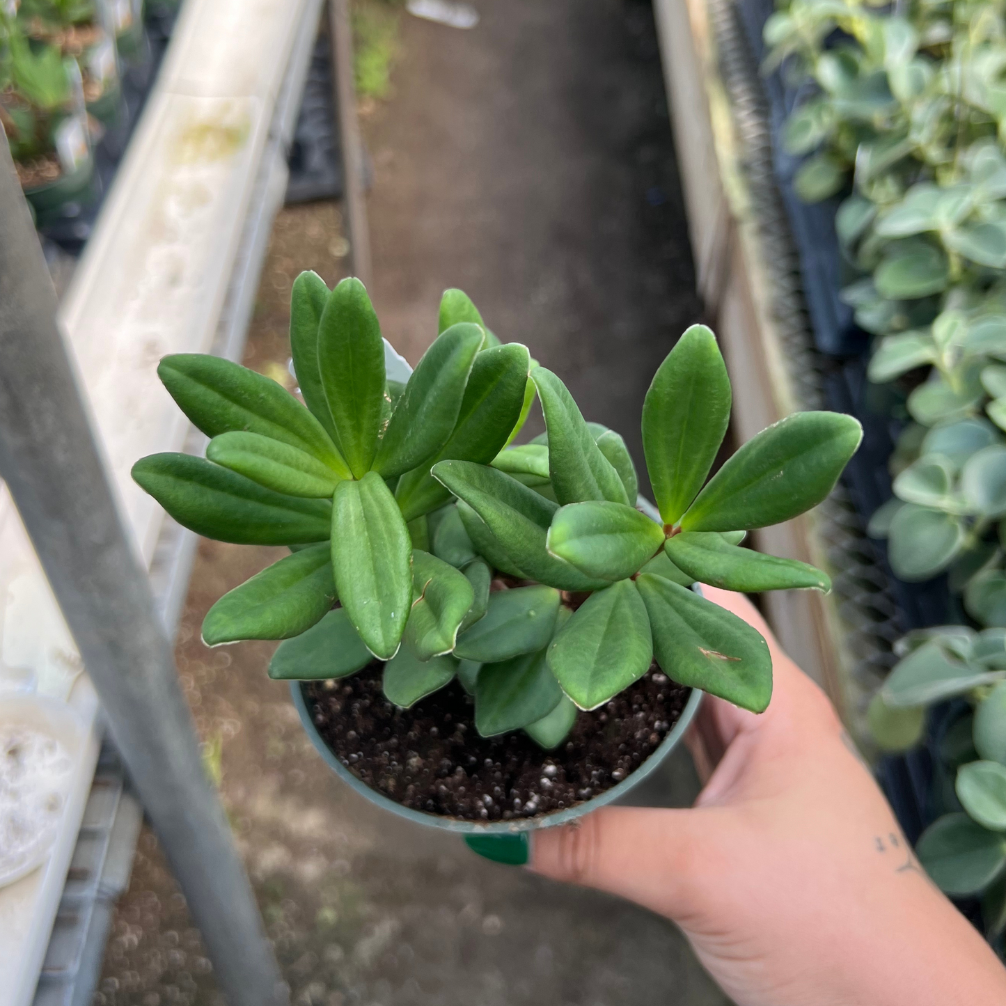 Peperomia 'Mojo'