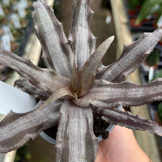 Cryptanthus lacerdae 'Menescal'