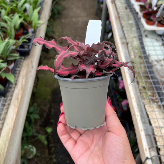 Cryptanthus bivittatus 'Red Star'