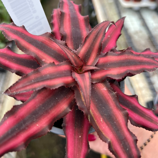 Cryptanthus bivittatus 'Red Star'