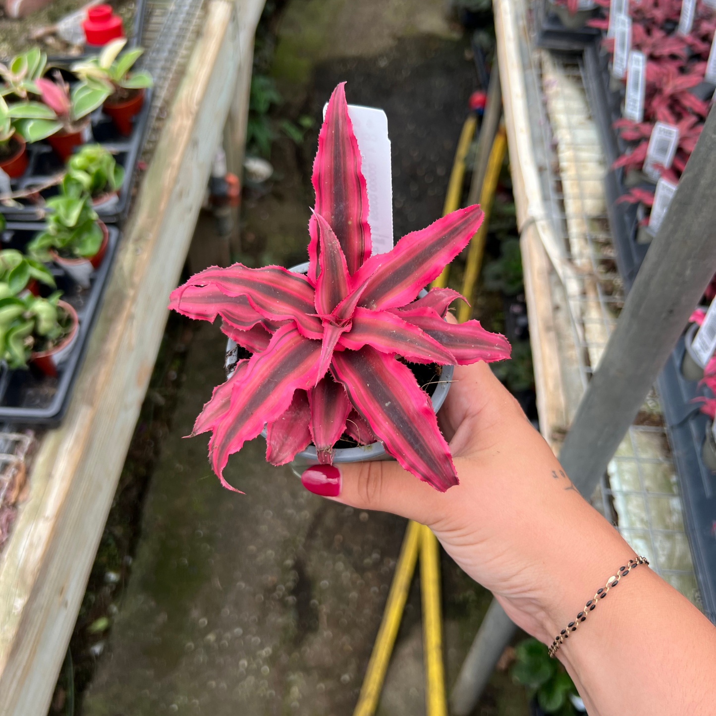 Cryptanthus bivittatus 'Ruby Red'