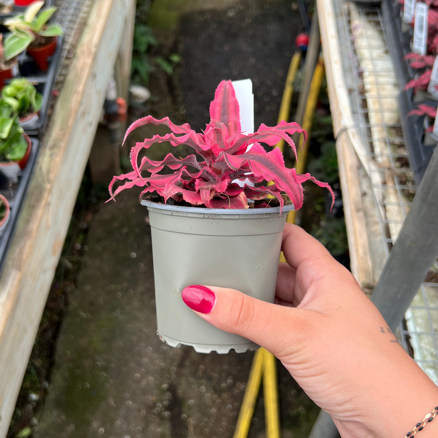 Cryptanthus bivittatus 'Ruby Red'