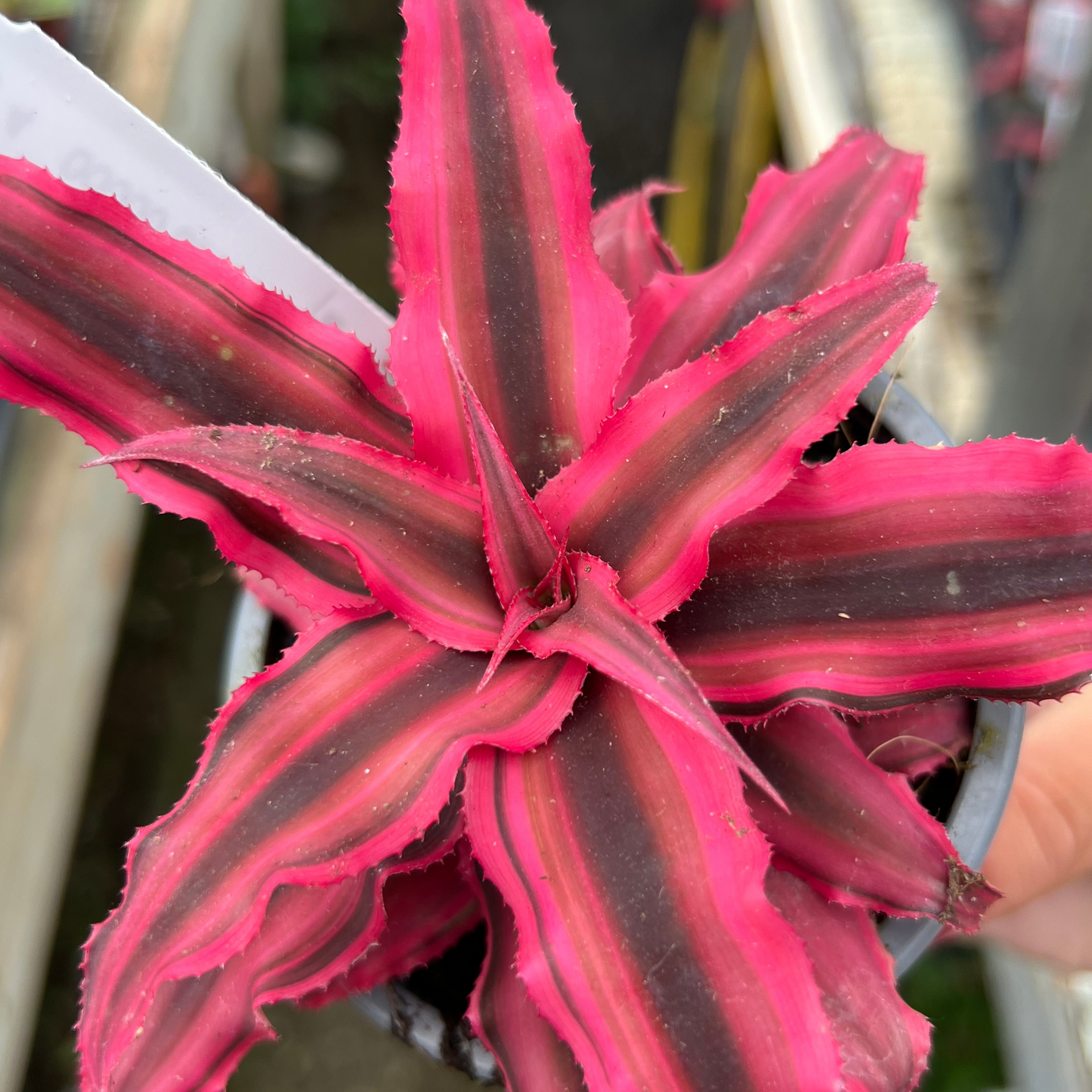 Cryptanthus bivittatus 'Ruby Red'