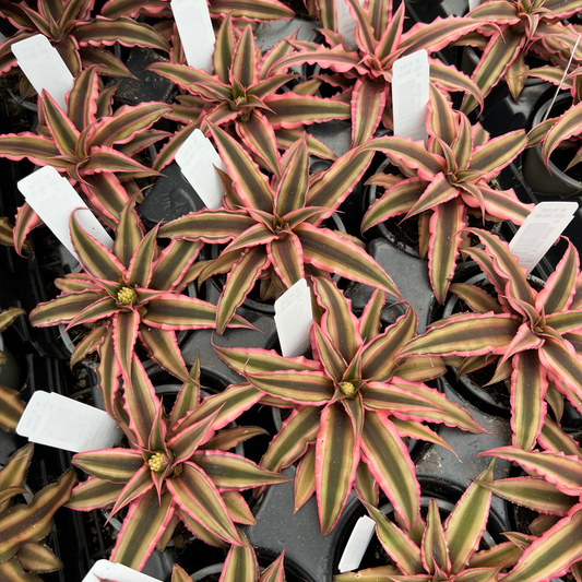 Cryptanthus bitvittatus 'Pink Star'