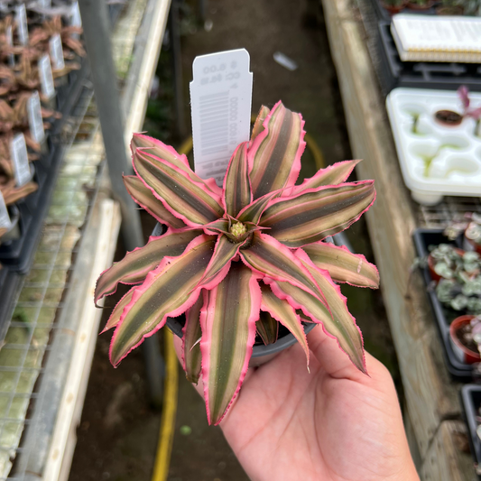 Cryptanthus bitvittatus 'Pink Star'