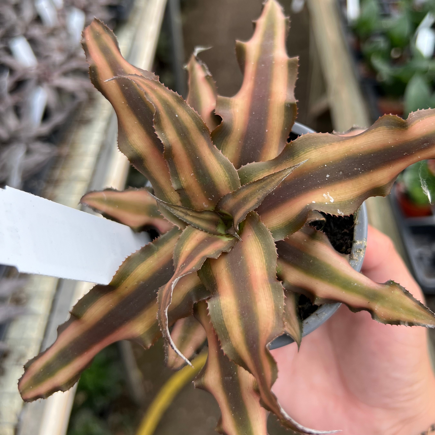 Cryptanthus bivittatus 'Chocolate Soldier'