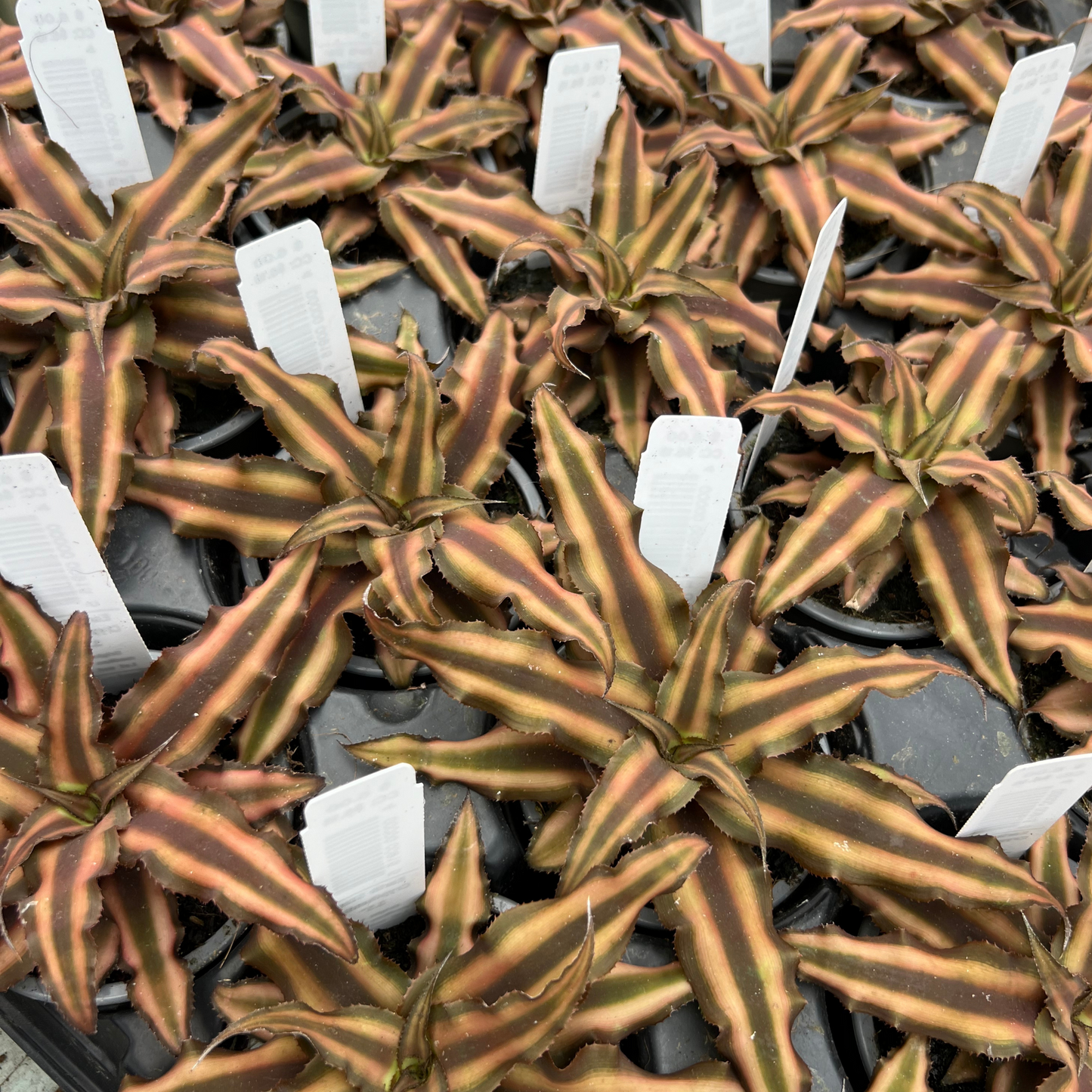 Cryptanthus bivittatus 'Chocolate Soldier'