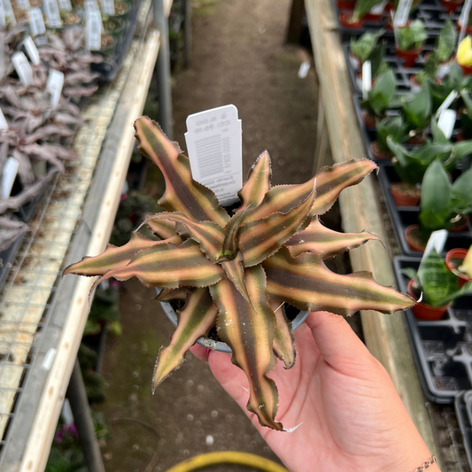 Cryptanthus bivittatus 'Chocolate Soldier'