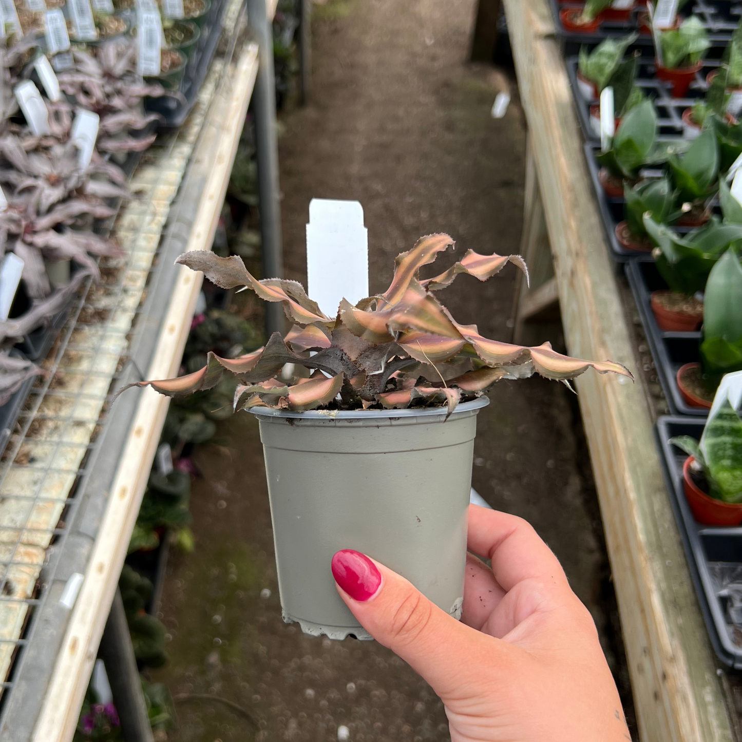 Cryptanthus bivittatus 'Chocolate Soldier'