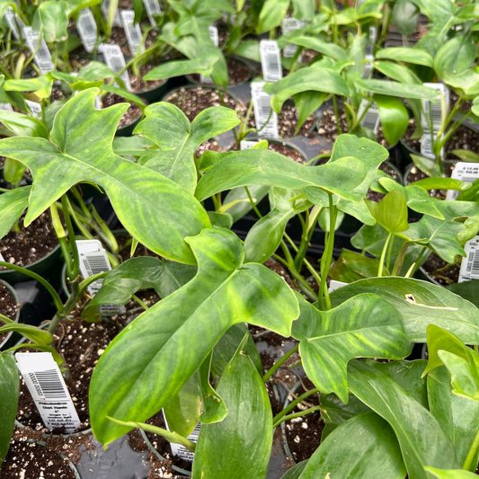 Philodendron pedatum 'Glad Hands'