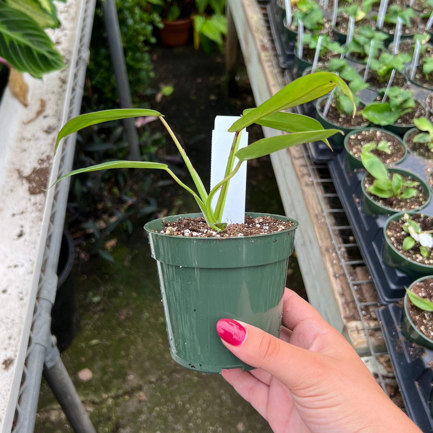 Philodendron joepii