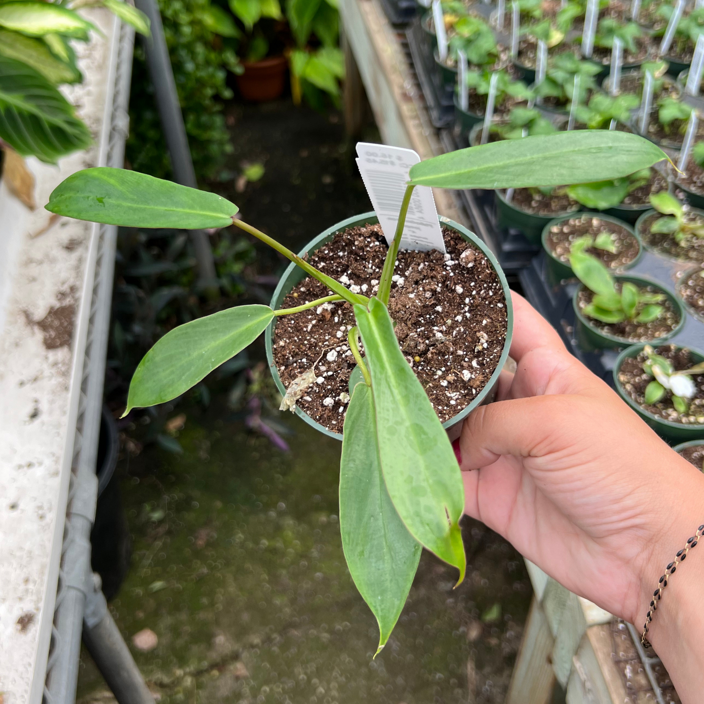 Philodendron joepii