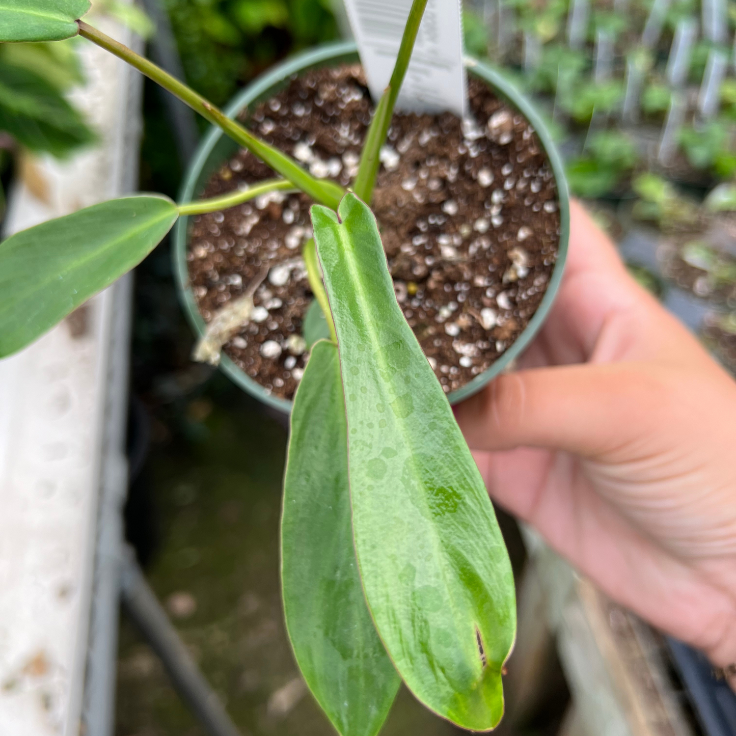 Philodendron joepii