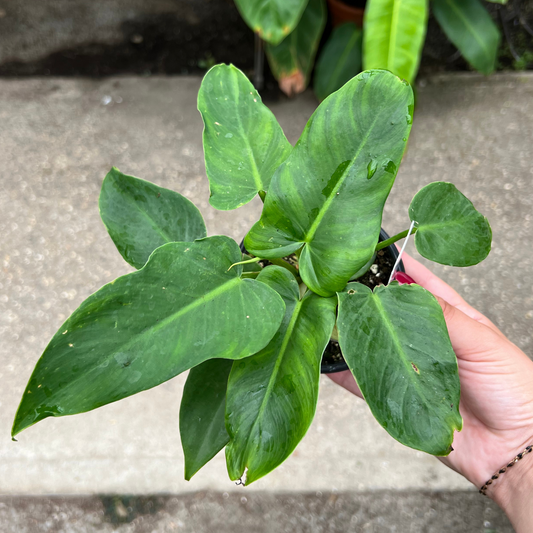 Philodendron 'Green Dragon'