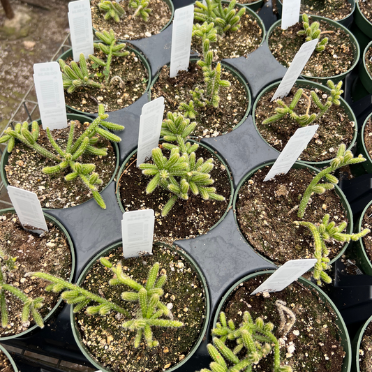 Rhipsalis baccifera subsp. horrida