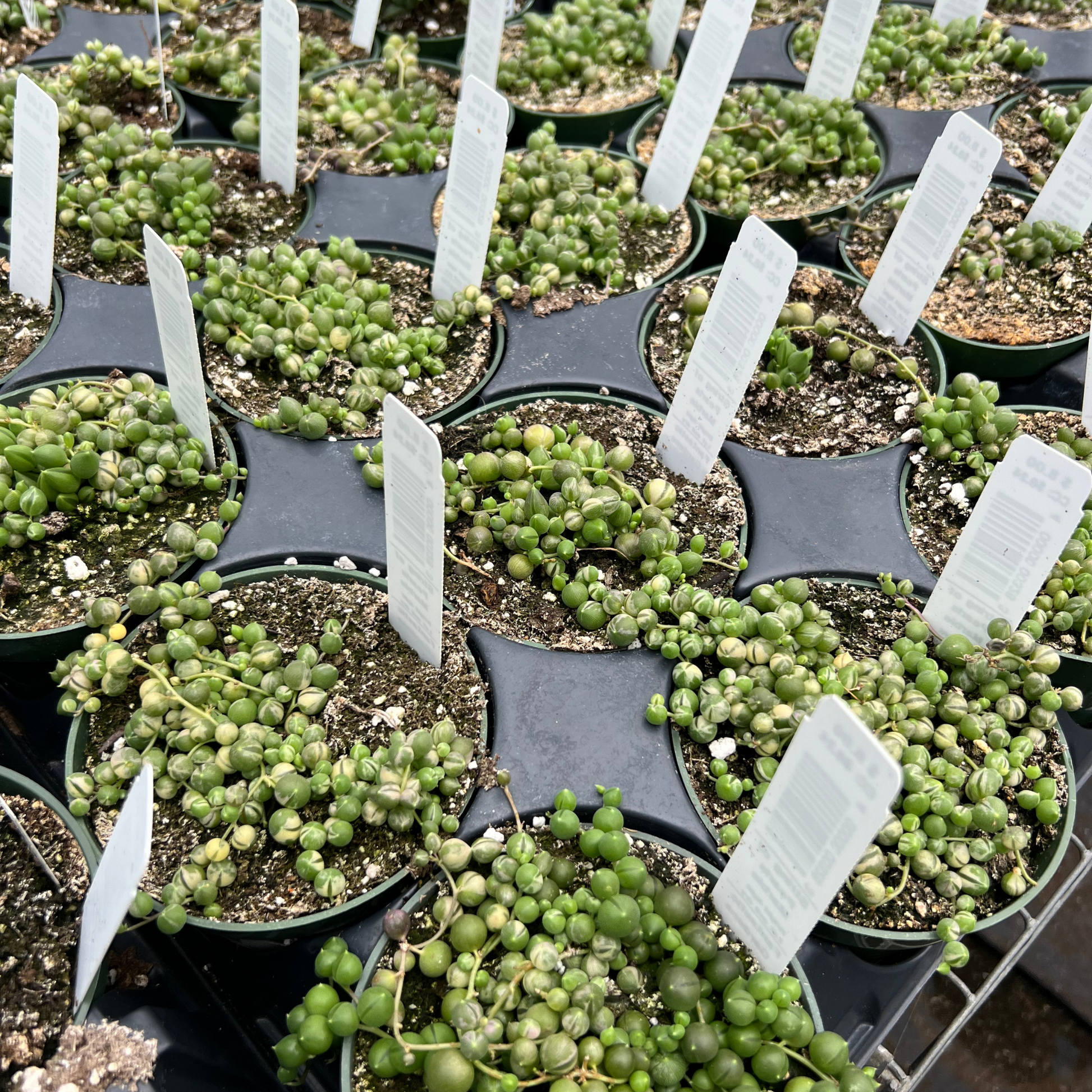 small succulent fruit String of Marble Pearls – Fantastic Gardens