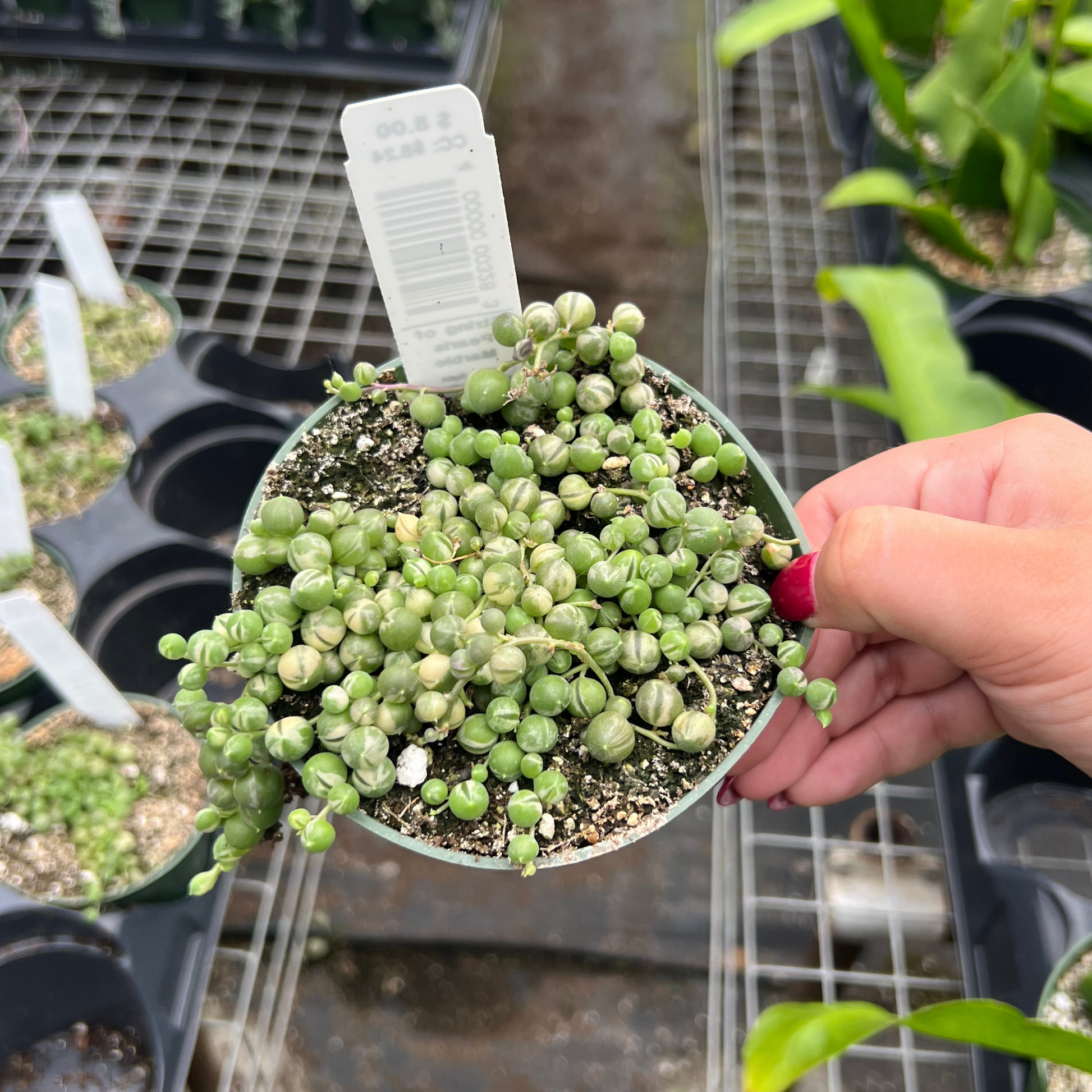variegated string of pearls succulent String of Marble Pearls – Fantastic Gardens