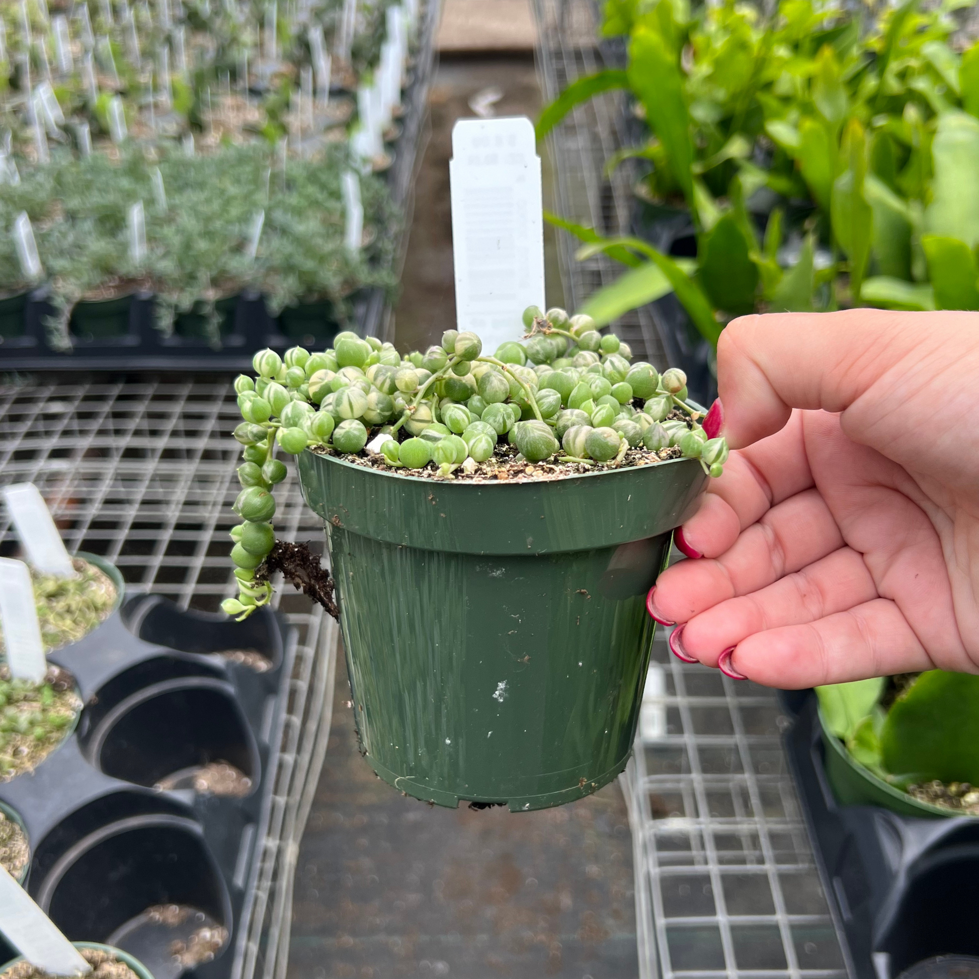 string succulents for sale String of Marble Pearls – Fantastic Gardens