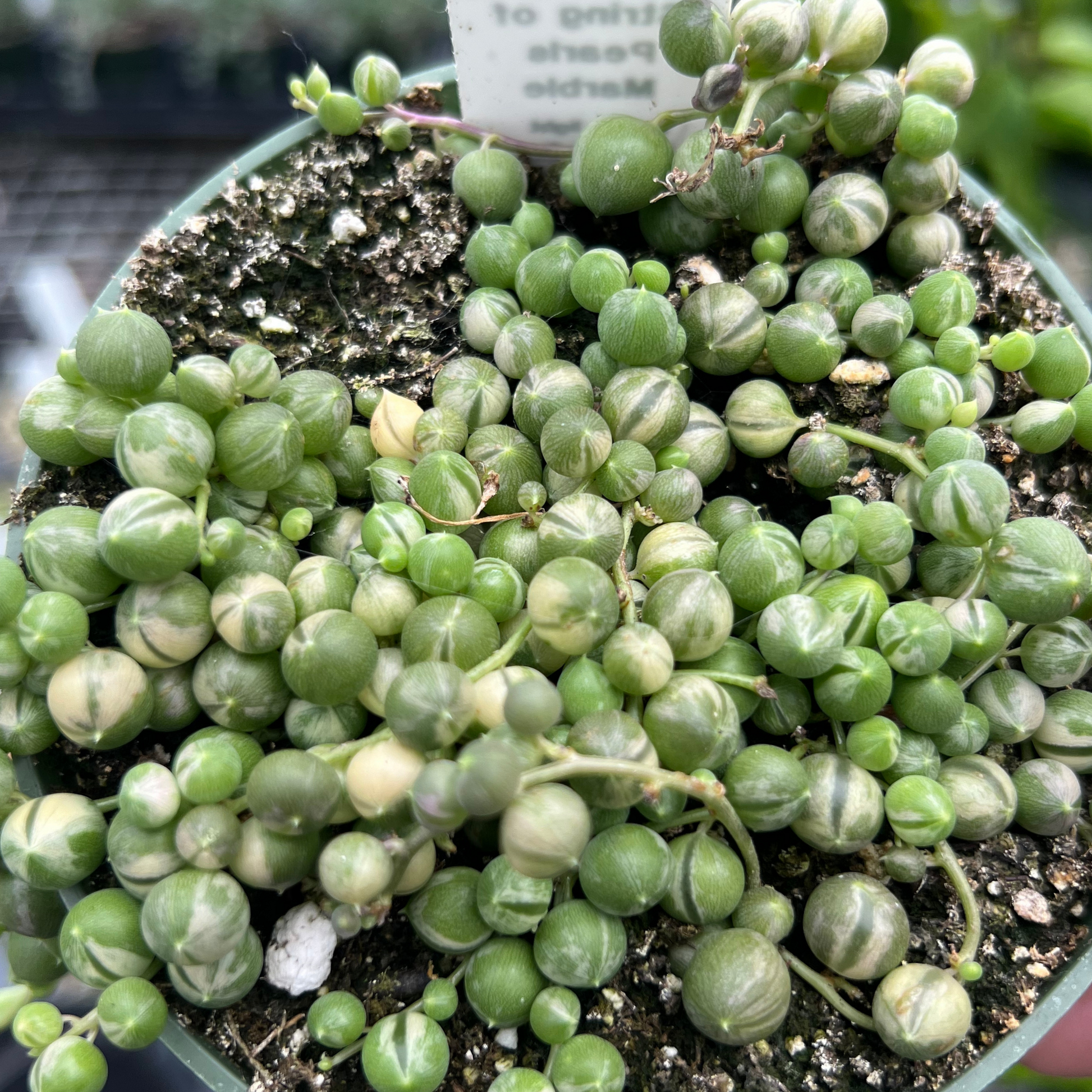 buy string of pearls succulent String of Marble Pearls – Fantastic Gardens