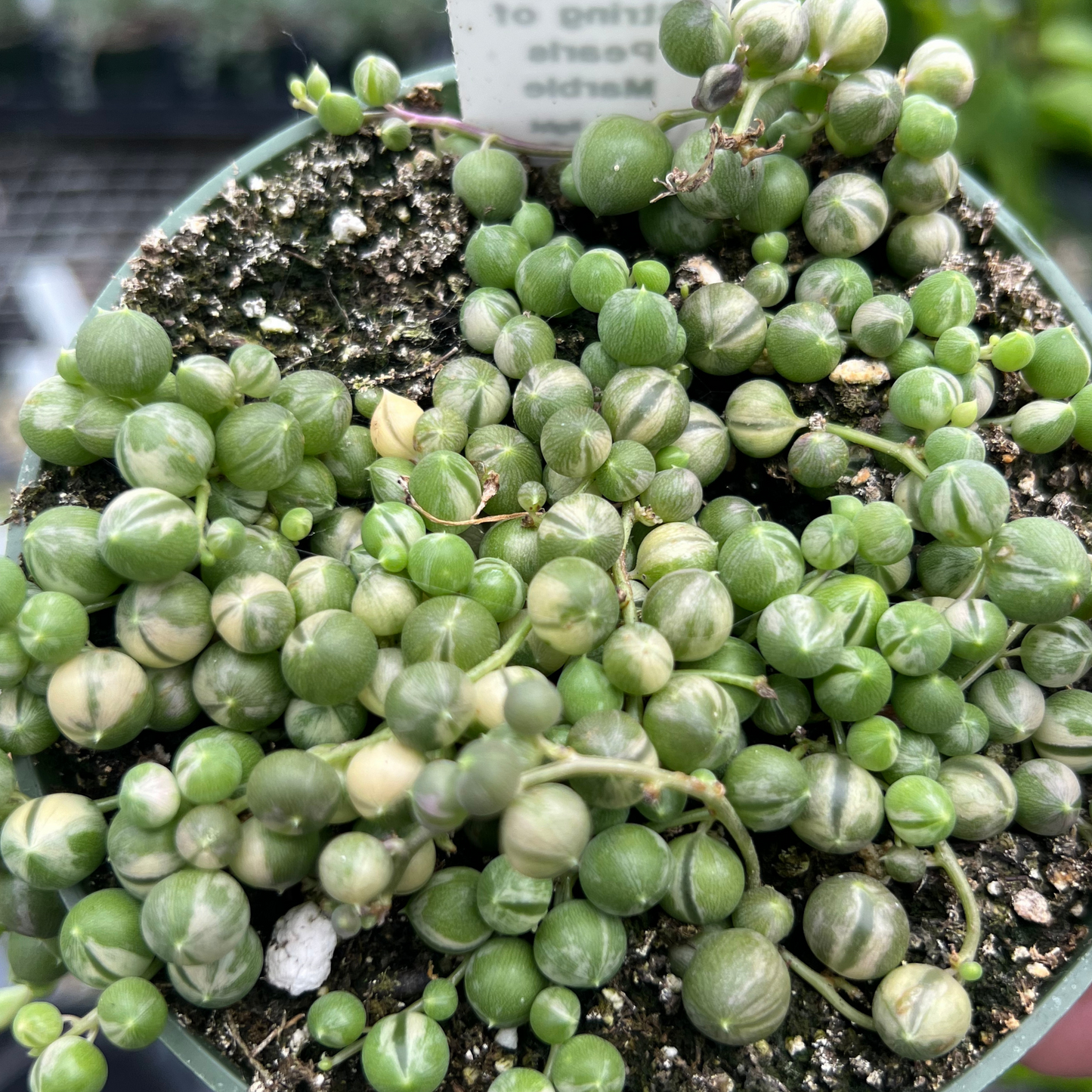 String of Marble Pearls