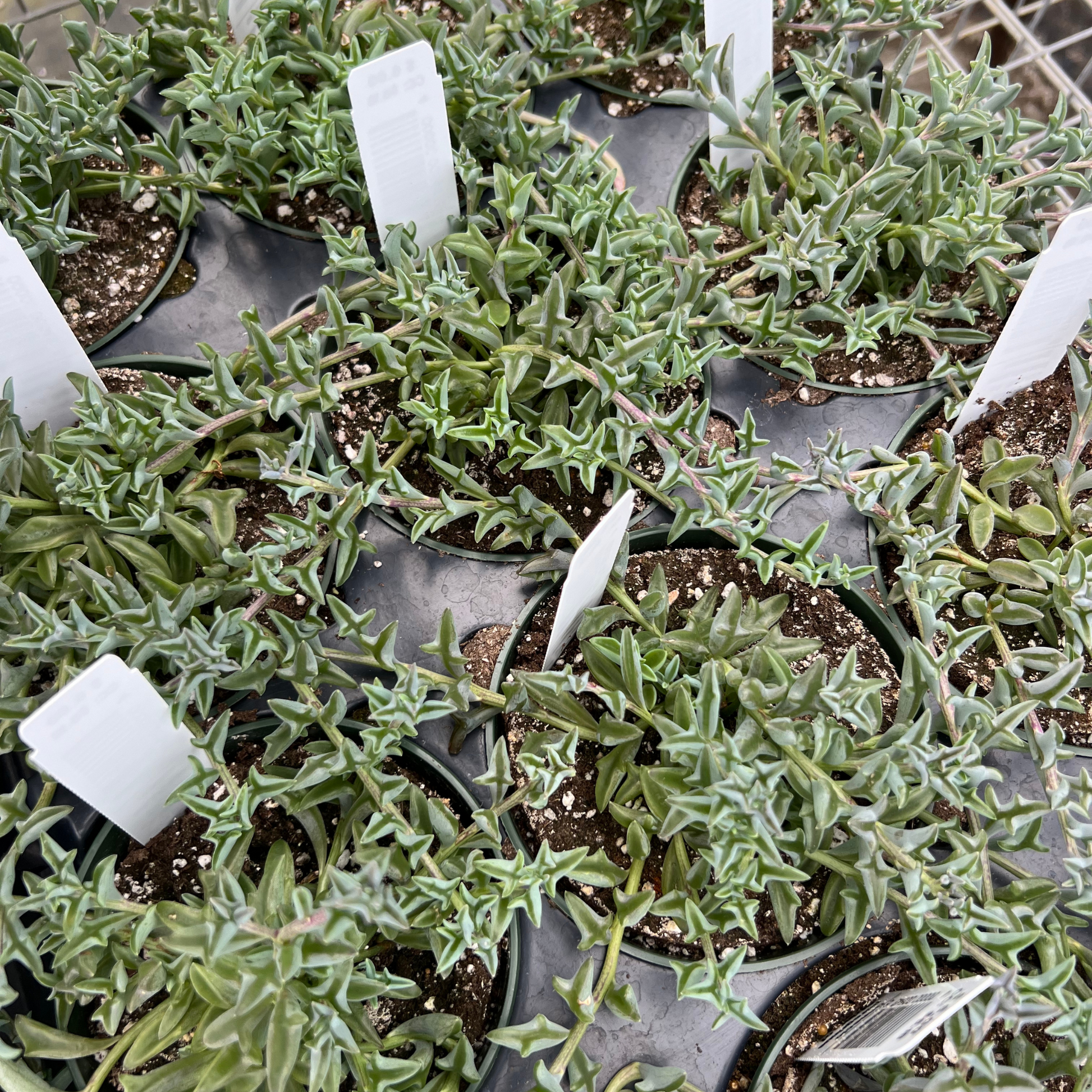dolphin succulents where to buy String of Dolphins – Fantastic Gardens