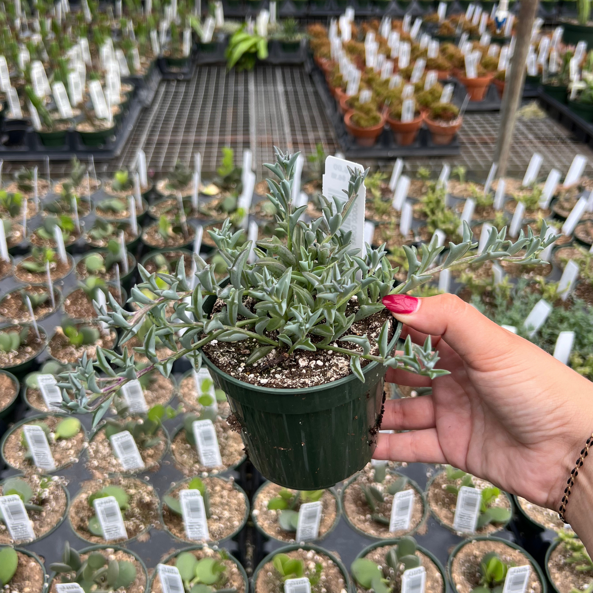 blue dolphin succulent String of Dolphins – Fantastic Gardens