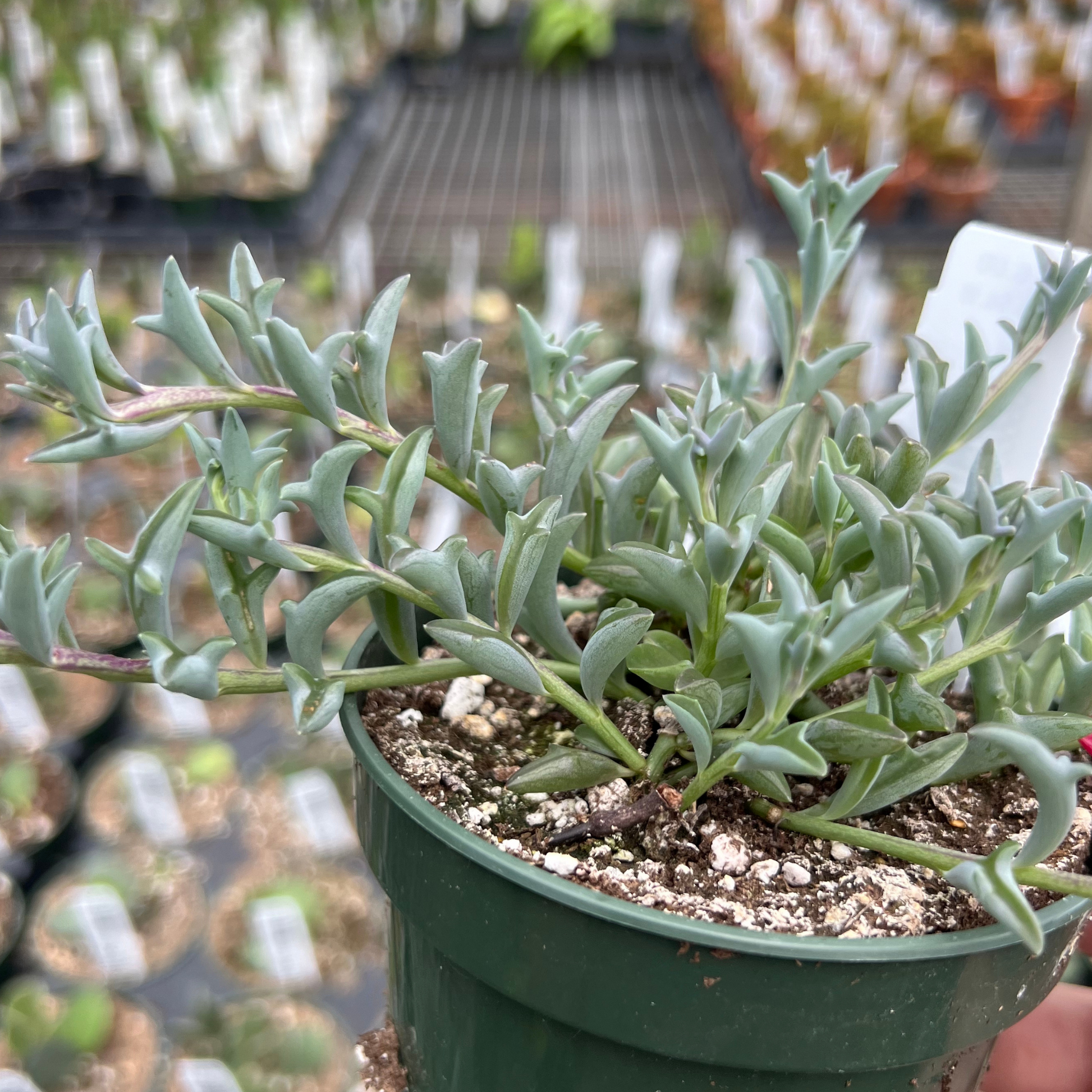 succulent plant string of dolphins String of Dolphins – Fantastic Gardens