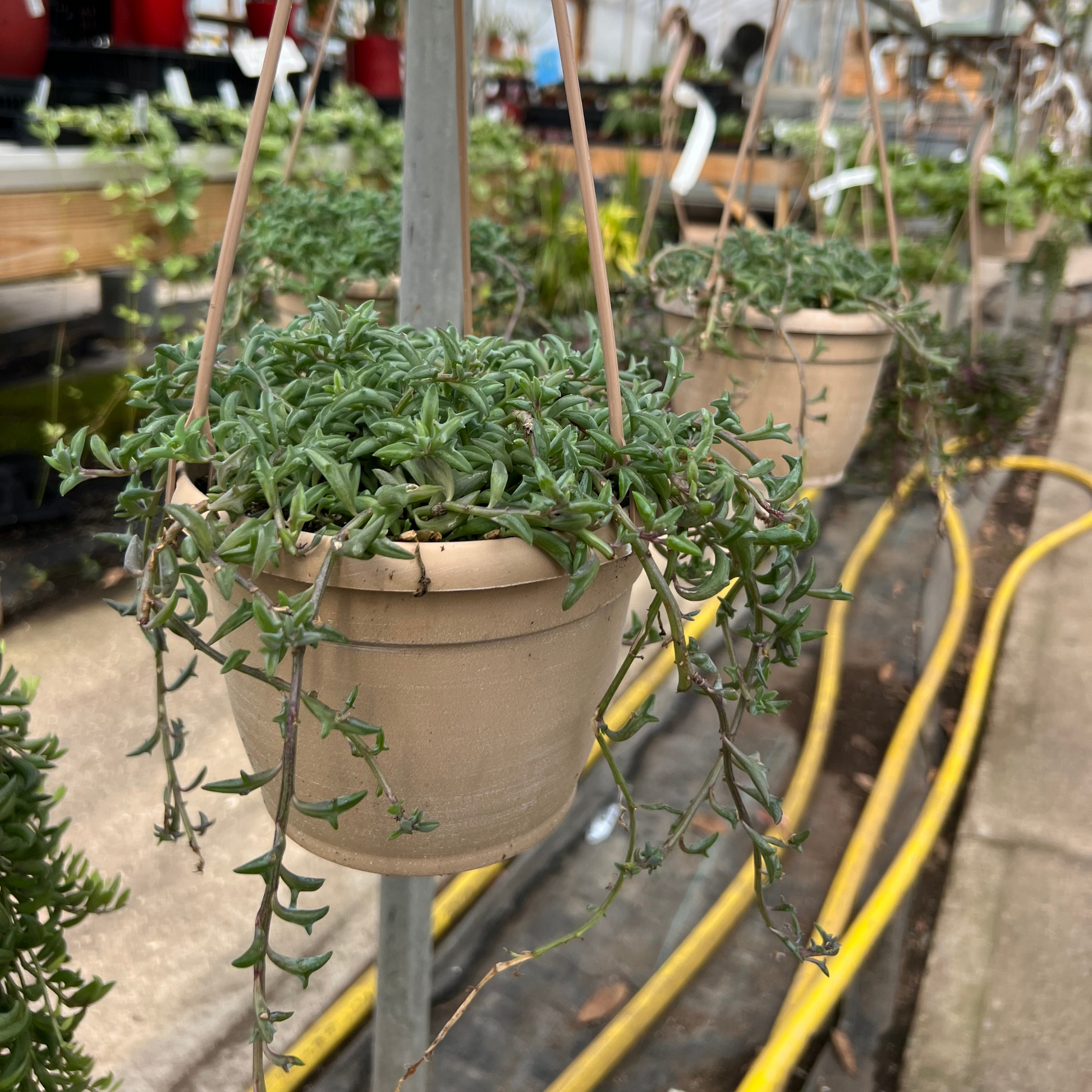 dolphin string succulent String of Dolphins – Fantastic Gardens