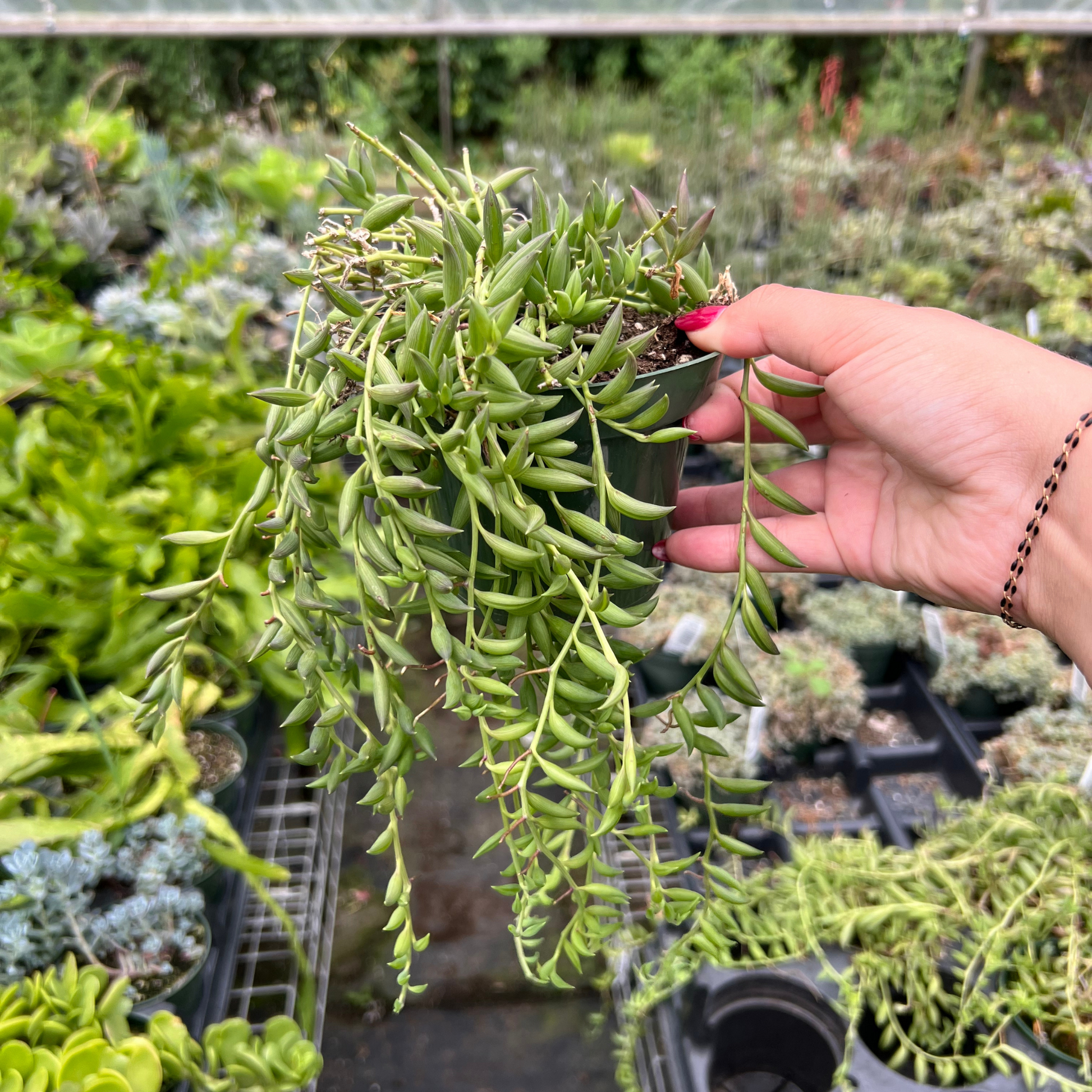 banana succulent Succulent 'String of Bananas' 6" Pot