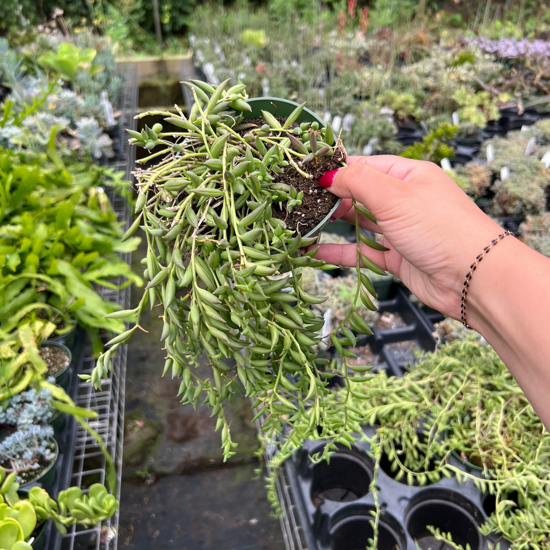 string of beans hanging plant Succulent 'String of Bananas' 6" Pot
