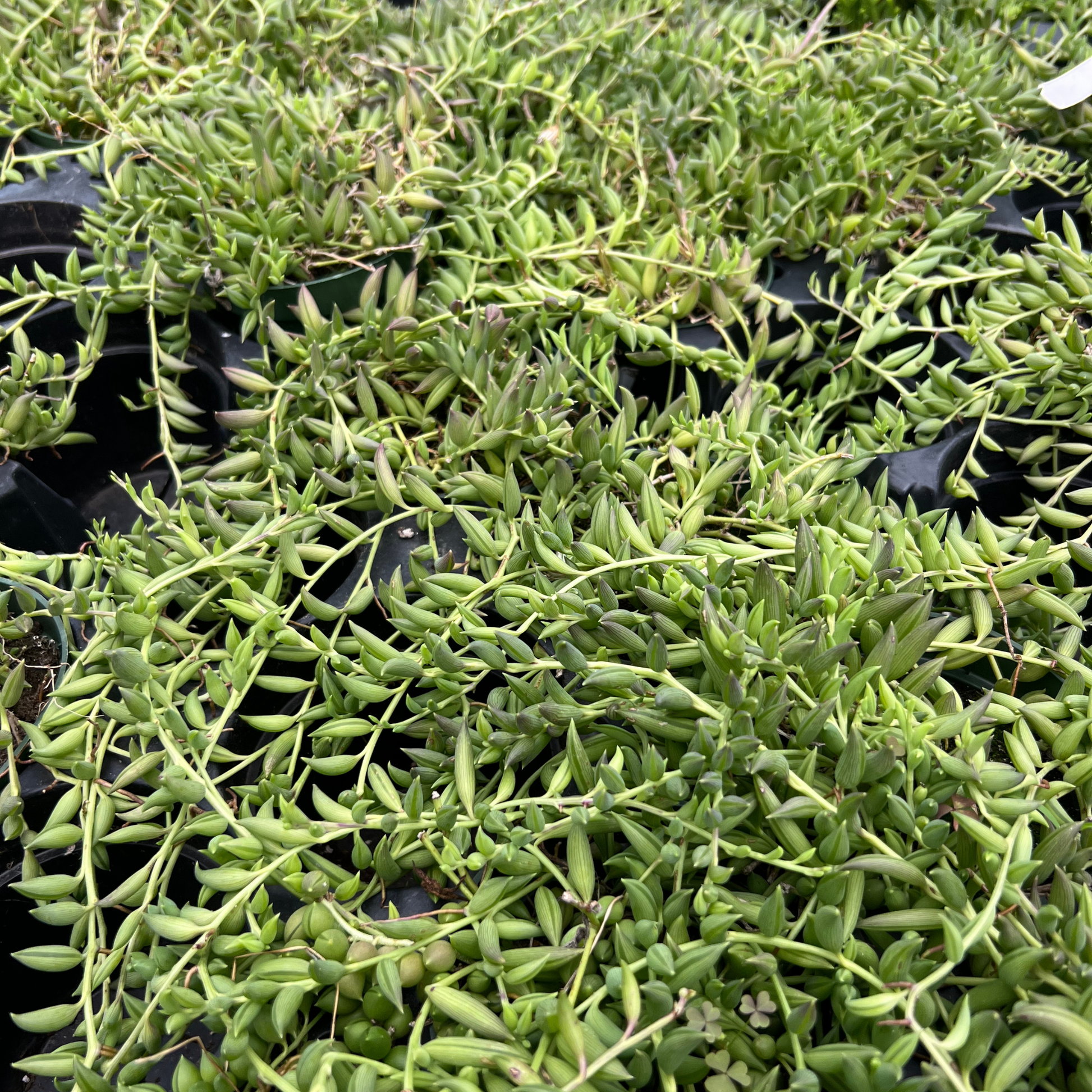 string of beans hanging plant Succulent 'String of Bananas' 6" Pot