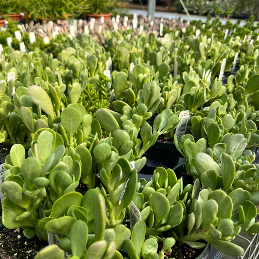 Senecio jacobsenii Variegata