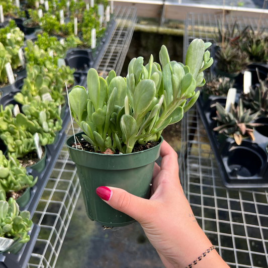 Senecio jacobsenii Variegata