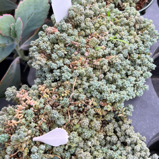 Sedum dasyphyllum