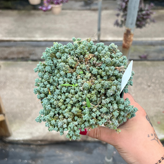 Sedum dasyphyllum