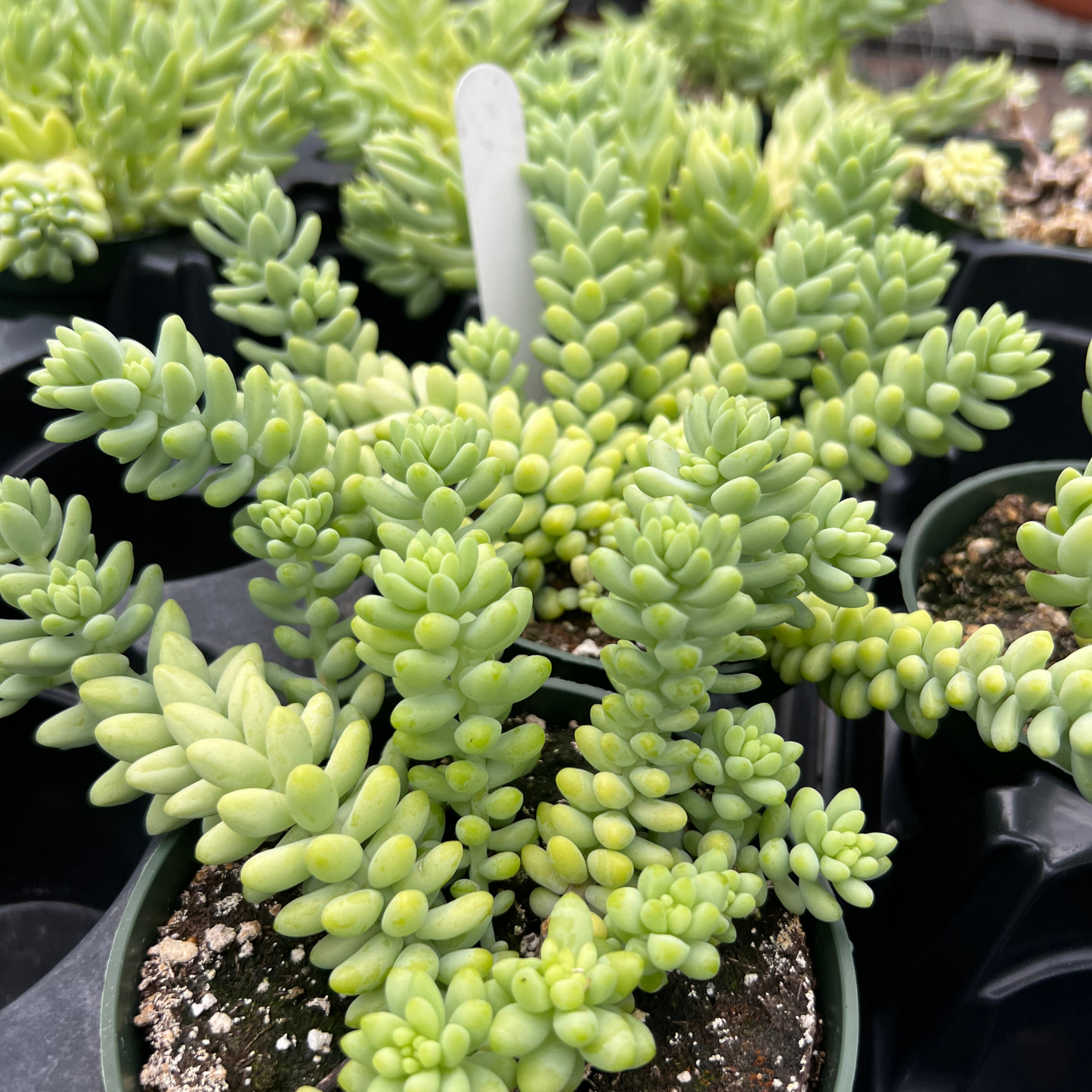 Sedum 'Burrito'