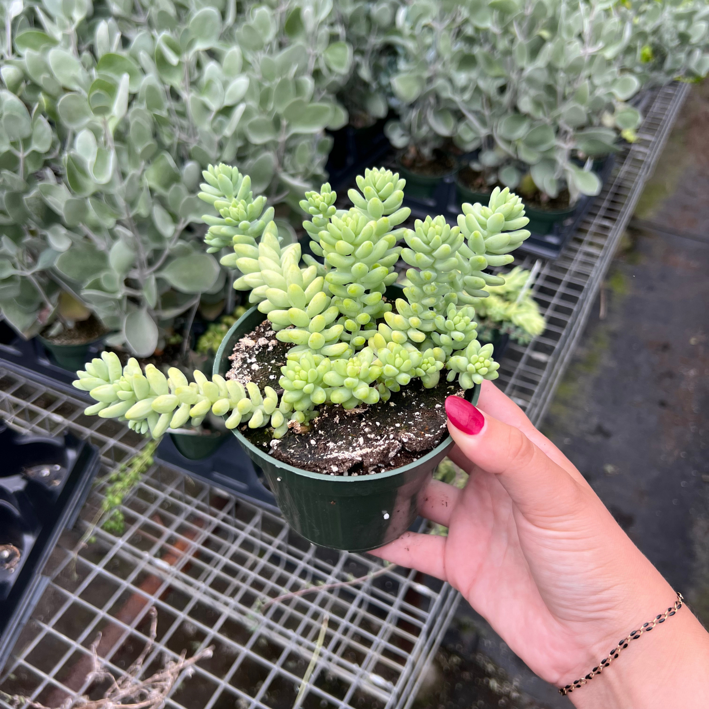 Sedum 'Burrito'