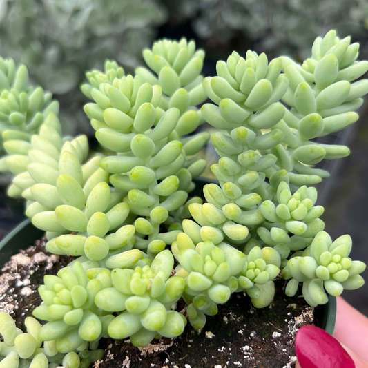 Sedum 'Burrito'