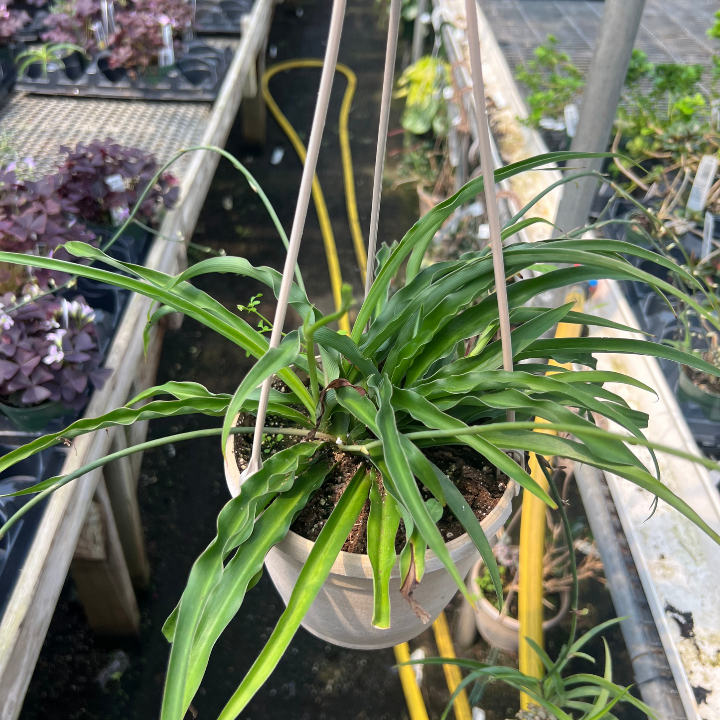 Green Spider Plant