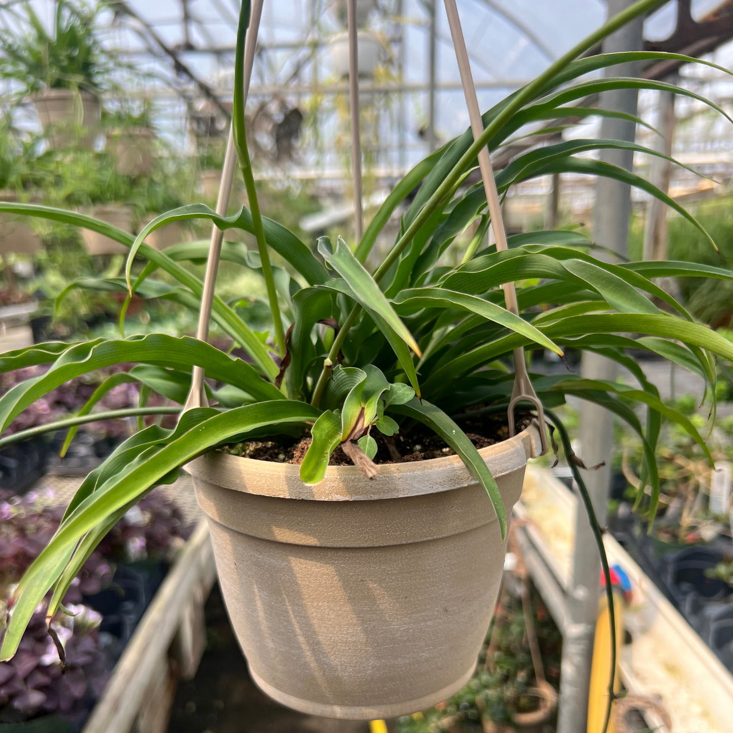 Green Spider Plant