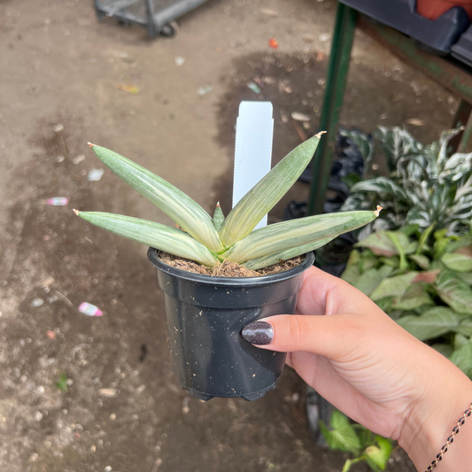 Sansevieria Boncel Variegata