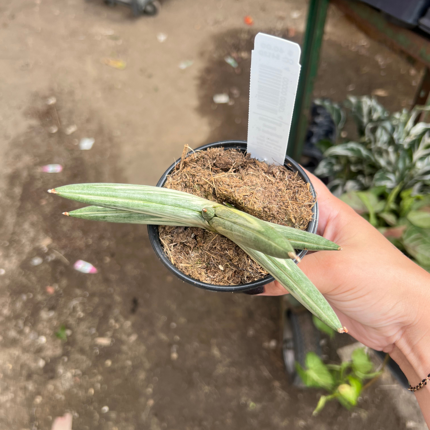 Sansevieria Boncel Variegata