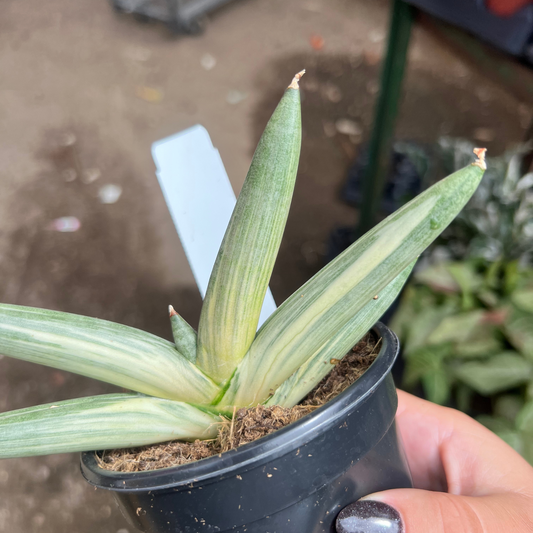 Sansevieria Boncel Variegata