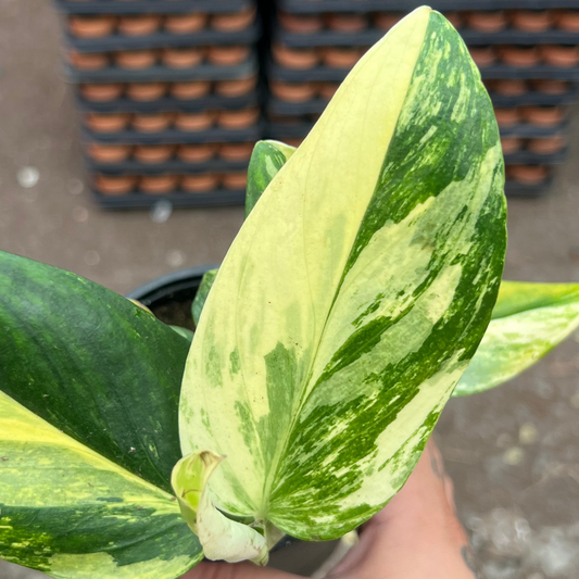 Monstera standleyana Albo Variegated